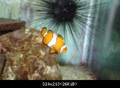 nemo één