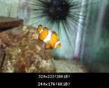 nemo één