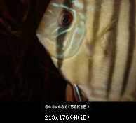 Discus