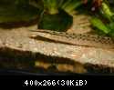 Mastacembelus armatus