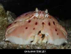 shyCrab