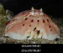 shyCrab