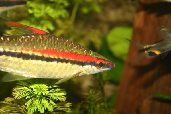 Denisonii