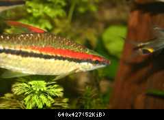 Denisonii
