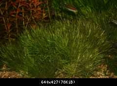 Blyxa japonica